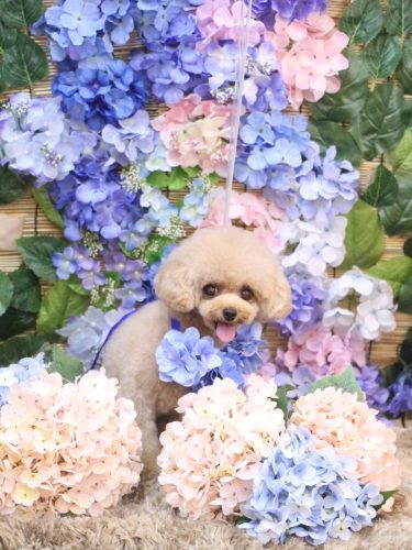 20250618ラブちゃん